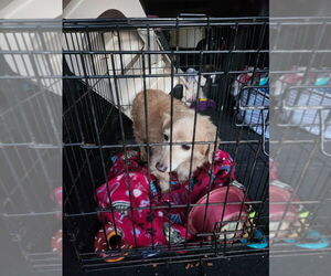 Chiweenie Dogs for adoption in Claremore, OK, USA