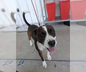 American Pit Bull Terrier-Unknown Mix Dogs for adoption in Bakersfield, CA, USA