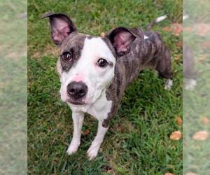American Pit Bull Terrier Dogs for adoption in Akron, OH, USA