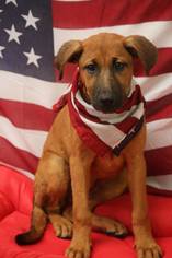 Medium Photo #1 Mutt Puppy For Sale in Phoenix , AZ, USA