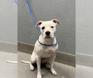 American Pit Bull Terrier-Unknown Mix Dogs for adoption in Las Vegas, NV, USA