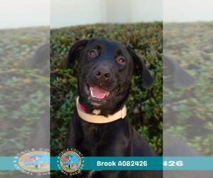 Labrador Retriever-Unknown Mix Dogs for adoption in Mobile, AL, USA