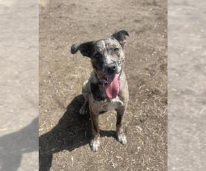 Australian Kelpie-Unknown Mix Dogs for adoption in Aurora, CO, USA
