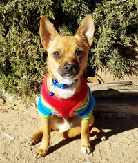 Medium Photo #1 Chihuahua Puppy For Sale in Albuquerque, NM, USA