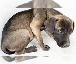 Labrador Retriever-Unknown Mix Dogs for adoption in Houston, TX, USA