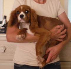 Cavalier King Charles Spaniel Dogs for adoption in Commerce, GA, USA
