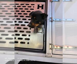 Rottweiler-Unknown Mix Dogs for adoption in San Antonio, TX, USA