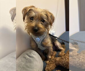 Mutt Dogs for adoption in St. Louis Park, MN, USA