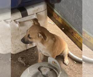 Labrador Retriever-Unknown Mix Dogs for adoption in San Antonio, TX, USA