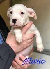 Medium Photo #1 Boxador Puppy For Sale in Peachtree City, GA, USA