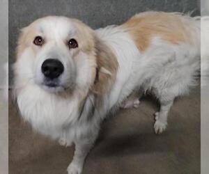 Great Pyrenees Dogs for adoption in Woodstock, IL, USA