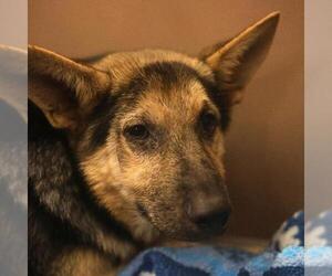 German Shepherd Dog-Unknown Mix Dogs for adoption in San Antonio, TX, USA