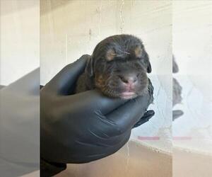 Labrottie Dogs for adoption in San Bernardino, CA, USA