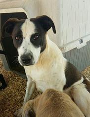 Medium Photo #1 Labrador Retriever Puppy For Sale in Fort Worth, TX, USA