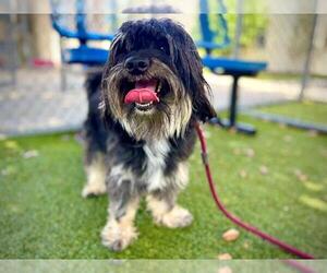Shih Tzu Dogs for adoption in Orlando, FL, USA