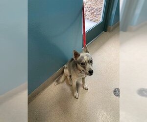 Carolina Dog-Siberian Husky Mix Dogs for adoption in Newton, NC, USA