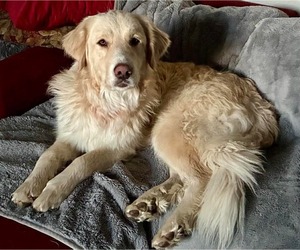 Great Pyrenees-Unknown Mix Dogs for adoption in Bend, OR, USA