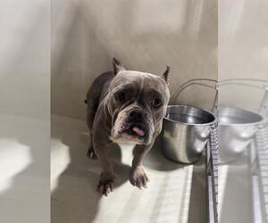Mutt Dogs for adoption in Bakersfield, CA, USA
