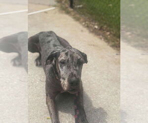 Great Dane Dogs for adoption in Bullard, TX, USA