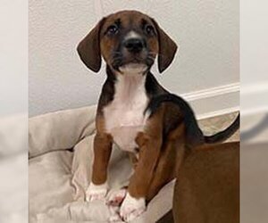 English Foxhound-Unknown Mix Dogs for adoption in Chantilly, VA, USA
