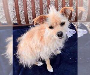 Cairn Terrier Dogs for adoption in Bon Carbo, CO, USA
