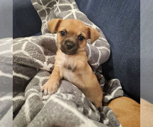 Chug Dogs for adoption in Chico, CA, USA