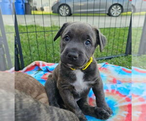 German Shepherd Dog-Unknown Mix Dogs for adoption in Raleigh, NC, USA