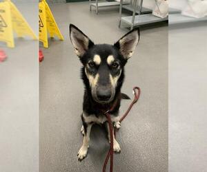 Medium Photo #2 German Shepherd Dog-Huskies  Mix Puppy For Sale in Corpus Christi, TX, USA