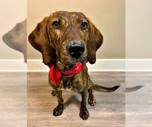 Plott Hound-Unknown Mix Dogs for adoption in Emmett, ID, USA