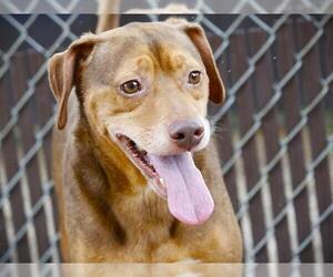 Beagle-Unknown Mix Dogs for adoption in Tallahassee, FL, USA