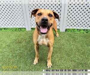 Black Mouth Cur Dogs for adoption in West Palm Beach, FL, USA