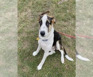Labbe Dogs for adoption in San Antonio, TX, USA