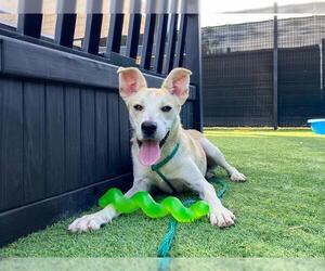 Siberian Husky Dogs for adoption in Orange, CA, USA
