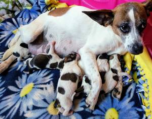 Jack Russell Terrier-Unknown Mix Dogs for adoption in Mattoon, IL, USA
