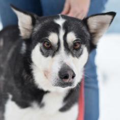 Alaskan Malamute Dogs for adoption in Negaunee, MI, USA