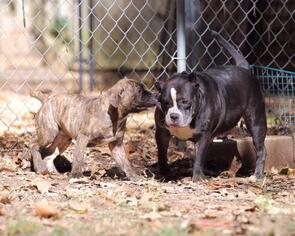 Bullypit Dogs for adoption in Warwick, RI, USA