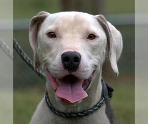 Labmaraner Dogs for adoption in Sparta, TN, USA