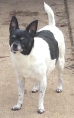 Rat Terrier Dogs for adoption in Wheaton, IL, USA