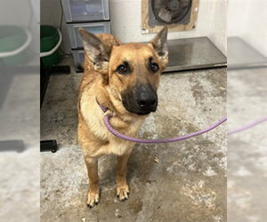 German Shepherd Dog-Unknown Mix Dogs for adoption in San Andreas, CA, USA