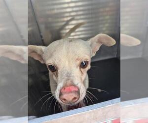Chihuahua-Unknown Mix Dogs for adoption in San Antonio, TX, USA