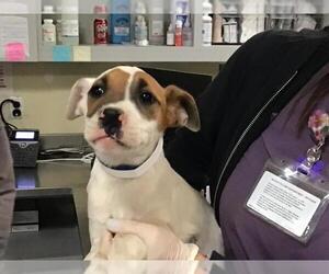 American Pit Bull Terrier Dogs for adoption in Riverside, CA, USA