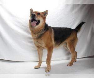 German Shepherd Dog Dogs for adoption in Burbank, CA, USA