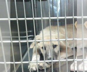 German Shepherd Dog Dogs for adoption in Oklahoma City, OK, USA
