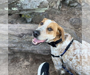 Mutt Dogs for adoption in Candler, NC, USA