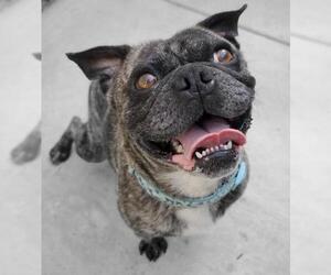 Frenchie Pug Dogs for adoption in Lake Forest, CA, USA