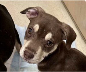 American Pit Bull Terrier-Unknown Mix Dogs for adoption in San Ramon, CA, USA