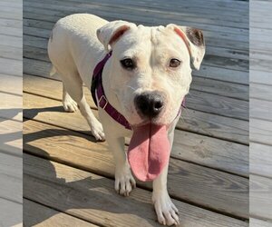 Mutt Dogs for adoption in Philadelphia, PA, USA