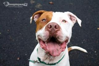 American Bulldog Dogs for adoption in Sayreville, NJ, NJ, USA