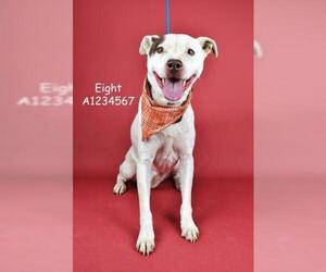 Medium Photo #1 Mutt Puppy For Sale in Bakersfield, CA, USA