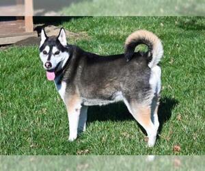 Alusky Dogs for adoption in Decatur, IL, USA